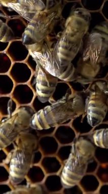 Apiary. Arılar bal peteğinde bal toplarlar. Balpetekli modern kovanları. Arıların hayati aktivitelerinin ürünü baldır. Dikey video.