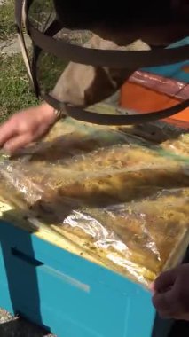 Apiary. Arılar bal peteğinde bal toplarlar. Balpetekli modern kovanları. Arıların hayati aktivitelerinin ürünü baldır. Dikey video.