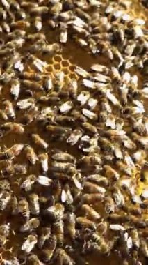 Apiary. Arılar bal peteğinde bal toplarlar. Balpetekli modern kovanları. Arıların hayati aktivitelerinin ürünü baldır. Dikey video.