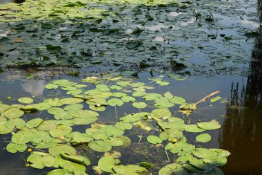 su lilly ile havuz manzarası.