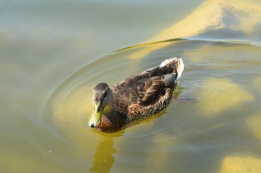 Gölün bulanık sularında vahşi ördek.