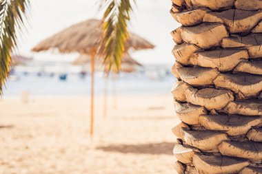 Güzel kum plaj güneş ışığı ile. Plaj ve avuç içi görünümünü. Tatil, tatil ve seyahat kavramı.