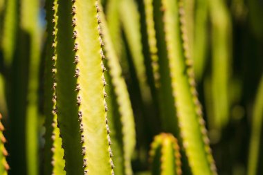 İçinde belgili tanımlık güneş geçmiş birçok kaktüsler
