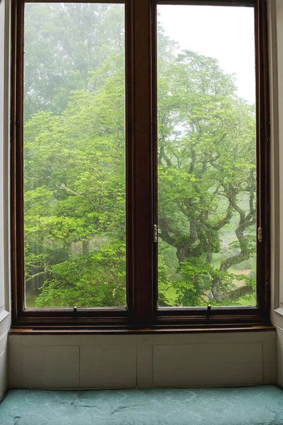 View from the old window, trees and fog visible outside, gloomy scene.