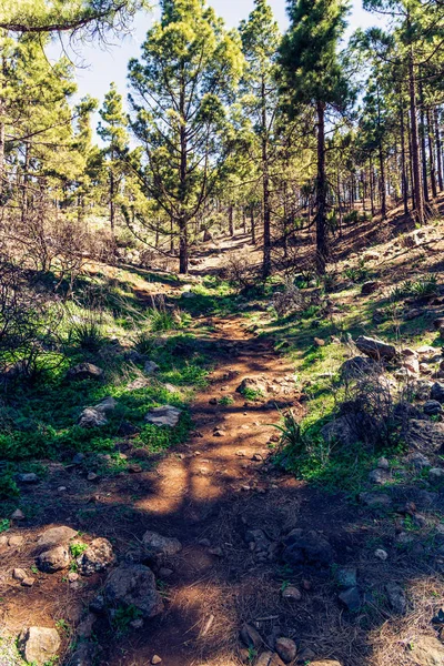 Beautiful, green trekking path during roque nublo trek, gran can — Stock Photo, Image