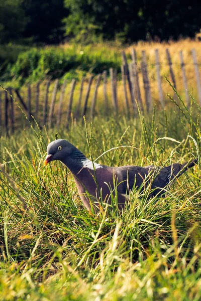 Pigeon dans l'herbe — Photo