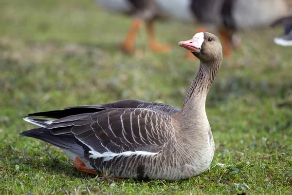 Greater White Fronted Goose Anser Albifrons Its Natural Hab — Stock Photo, Image