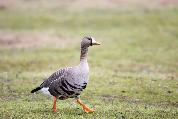 Grotere Kolgans Anser Albifrons Haar Natuurlijke Hab — Stockfoto