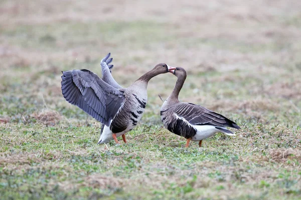 Greater White Fronted Goose Anser Albifrons Its Natural Hab — Stock Photo, Image