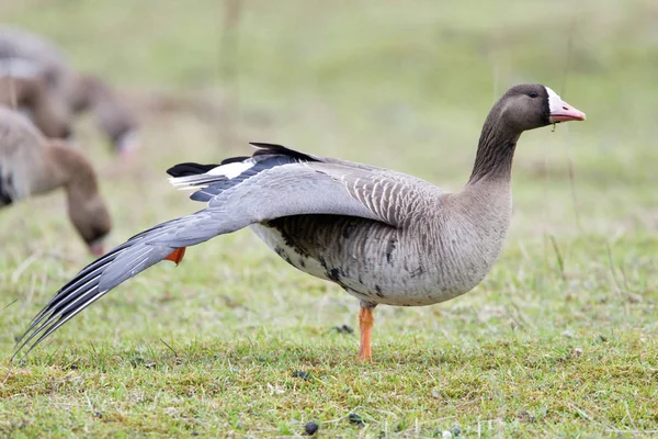 Grotere Kolgans Anser Albifrons Haar Natuurlijke Hab Stockfoto