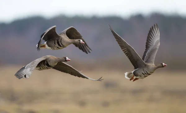 Grotere Kolgans Anser Albifrons Tijdens Vlucht Stockfoto