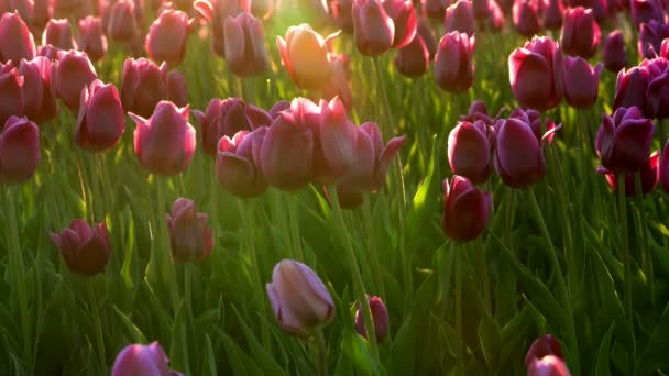 Tulipány fialové květy na město záhonu kymácí ze světle vítr. Paprsky zapadajícího slunce krásně osvětlují květy. Detail.