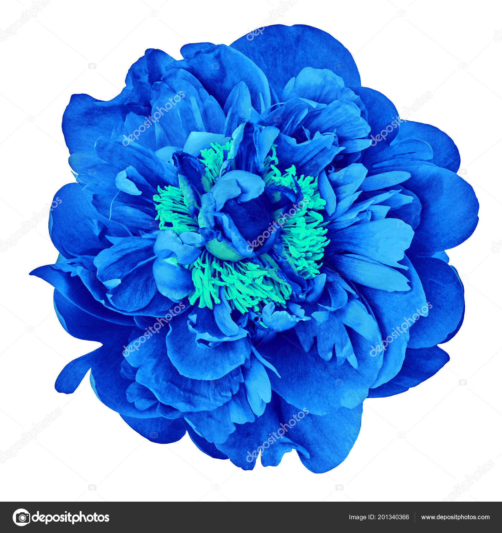 Flower Blue Cyan Peony Isolated White Background Close Element Design Stock Photo C Afefelov68 201340366