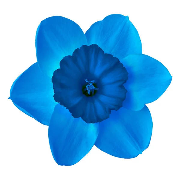 Flower cerulean blue narcissus,  isolated on a white  background. Close-up. Element of design.
