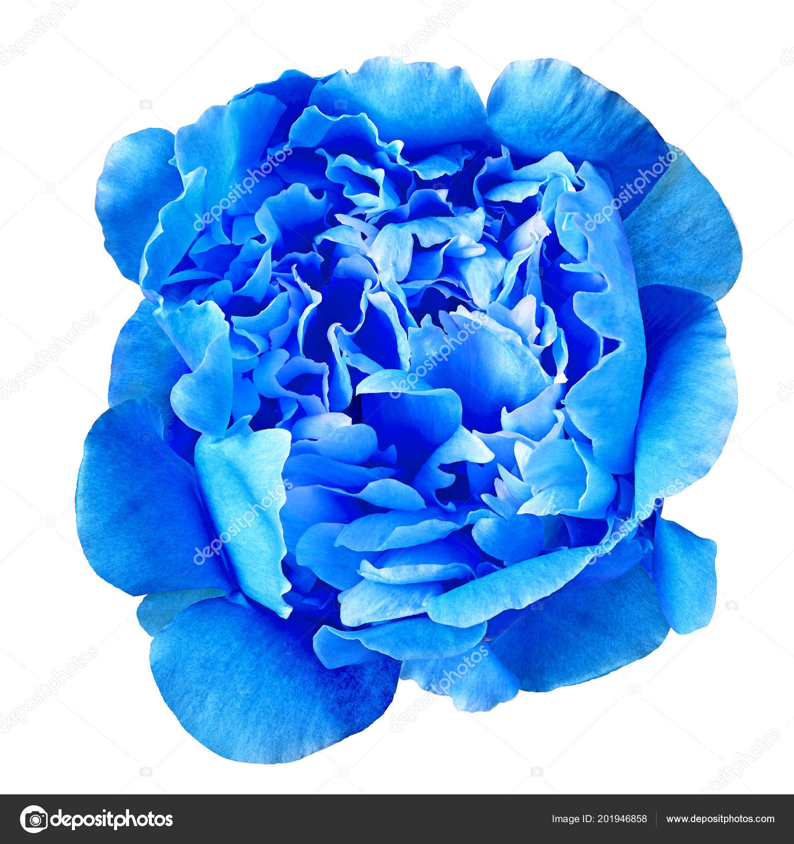 Flower Blue Peony Isolated White Background Close Element Design Stock Photo C Afefelov68 201946858