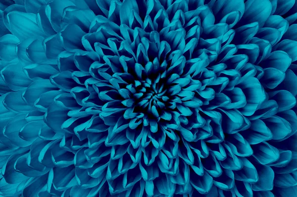 Chrysanthemum cerulean flower closeup. Macro. It can be used in website design and printing. Also good for designers.