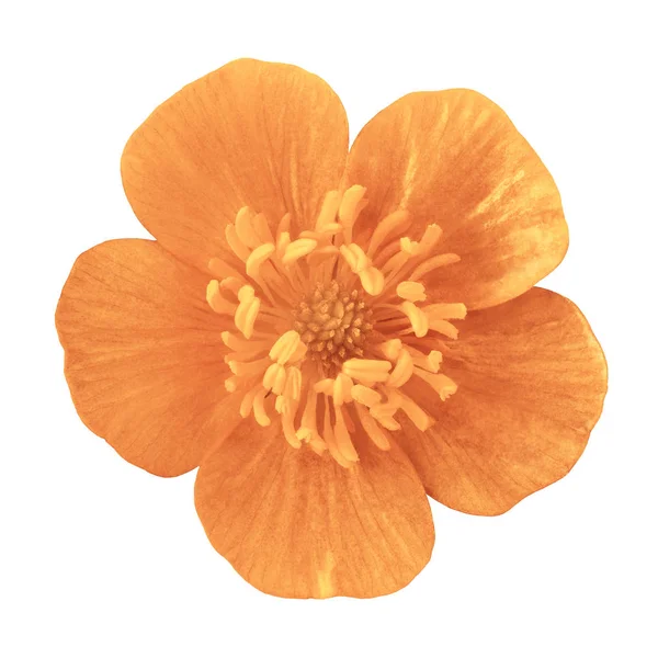Wild flower coral buttercup, isolated on a white  background. Close-up. Element of design.