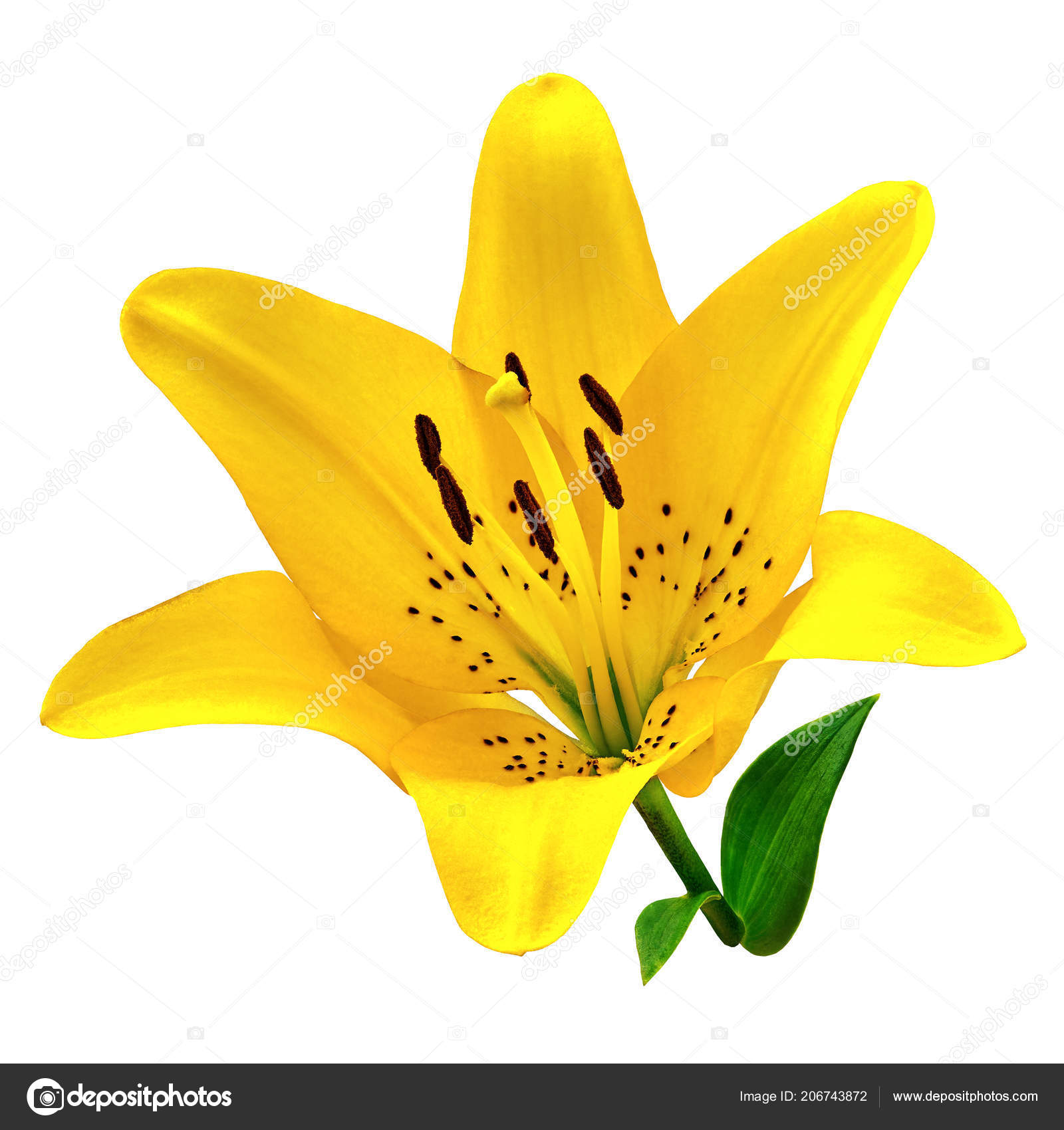 Flower Yellow Lily Isolated White Background Close Flower Bud Green Stock Photo Image By C Afefelov68