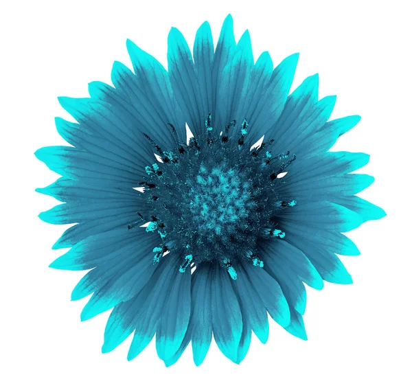 flower cyan cerulean gaillardia  isolated on a white  background. Close-up. Element of design.