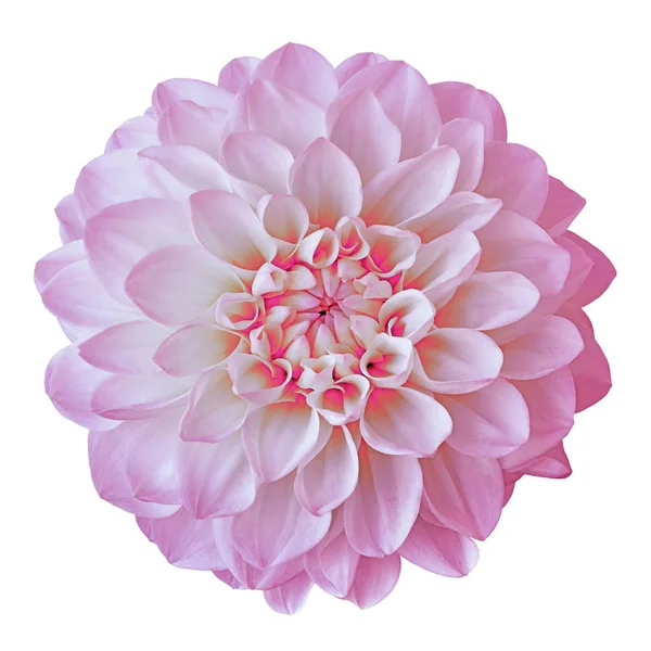 flower pink white dahlia isolated on white background. Close-up. Element of design. Nature.