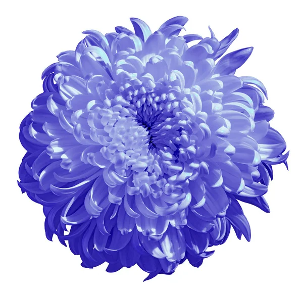 flower periwinkle  blue chrysanthemum  isolated on white background. Flower bud close up.  Nature.