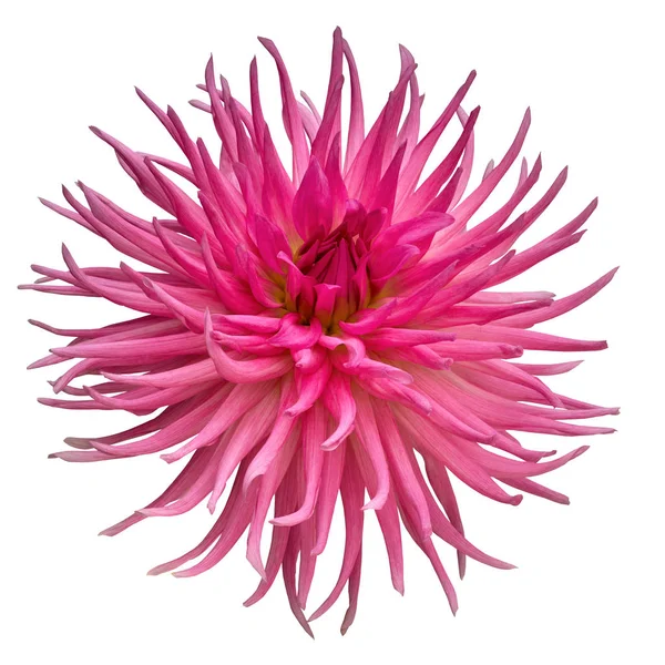 flower pink dahlia isolated on white background. Close-up. Nature.