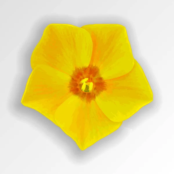 flower yellow brown phlox on white background. Design element. Vector.