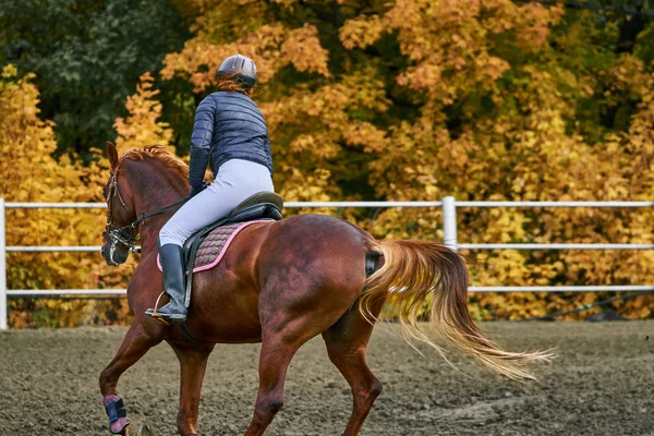 Young woman jockey in white black dress and black boots, takes part in equestrian competitions.