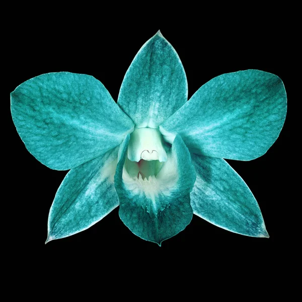 teal cyan orchid flower isolated black background. Flower bud close-up. Nature.