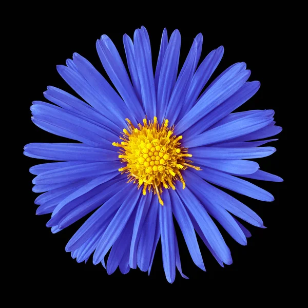 blue  yellow flower isolated on  black background. Close-up. Nature.