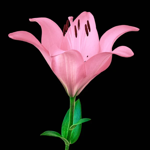 flower pink  lily isolated on black background. Close-up. Flower bud on a green stem with leaves.