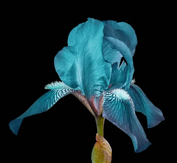 cerulean iris flower isolated on a black background. Close-up. Flower bud on a green stem.