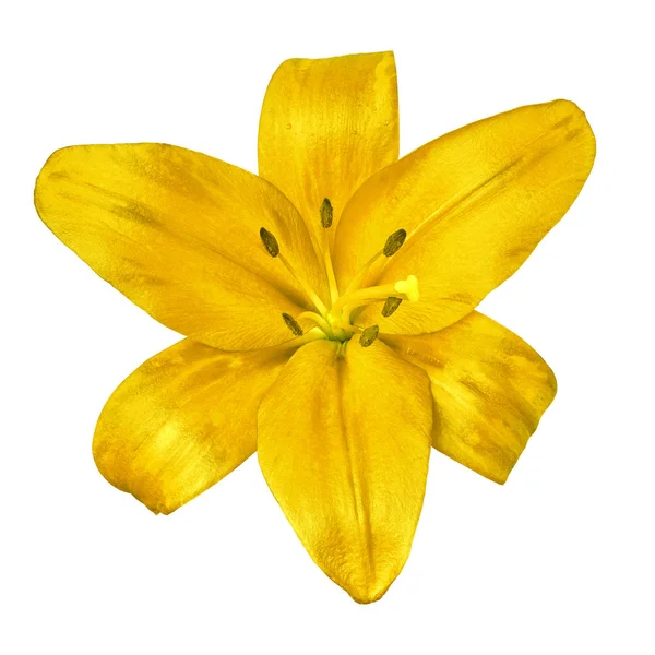 flower  yellow  lily isolated on white background with clipping path. Close-up. Nature.
