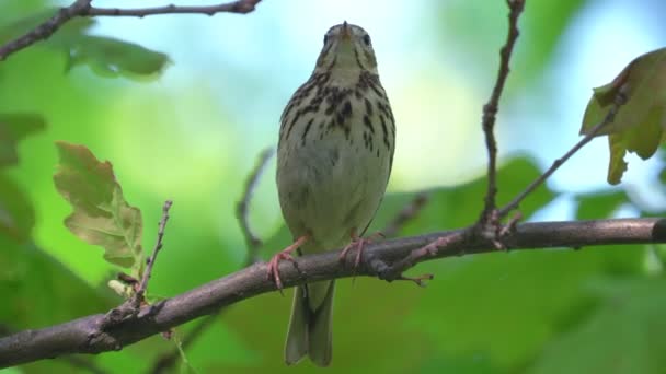 鳥ストック動画 ロイヤリティフリー鳥動画 Depositphotos