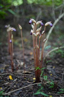 Aeginetia indica Roxb küçük, yapraksız, parazit bir bitkidir..
