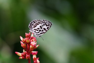 Tajuria maculata vahşi doğada bulundu..