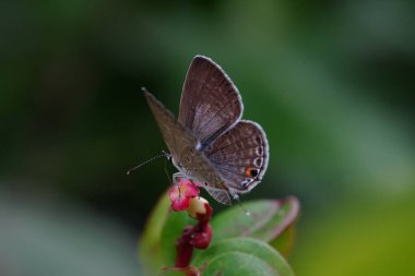 Ypthima huebneri veya sebze bahçelerinde bulunan beş halka..