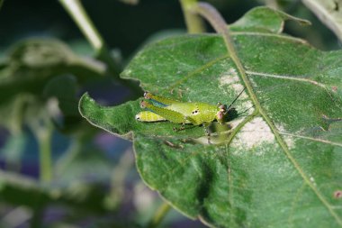 Çekirgeler sebze bahçelerinde bulunur..