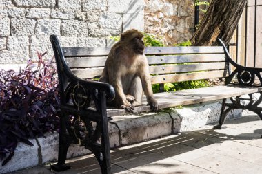 İspanya, İngiltere. Cebelitarık'ta Maymun.   