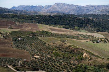 Ronda, İspanya'daki üzüm bağları