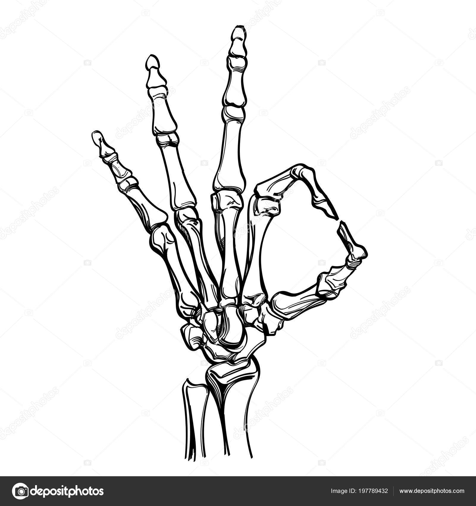 Skeleton Hand Images – Browse 118,229 Stock Photos, Vectors, and Video