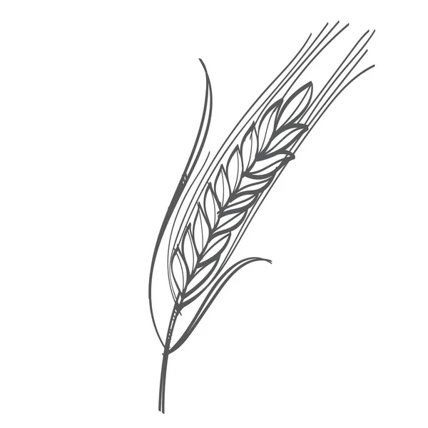 Monochromatický Pšenice Izolovaných Bílém Pozadí — Stockový vektor