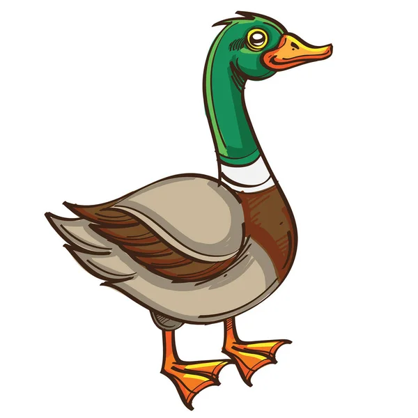 Vector Drake Duck Ilustração —  Vetores de Stock