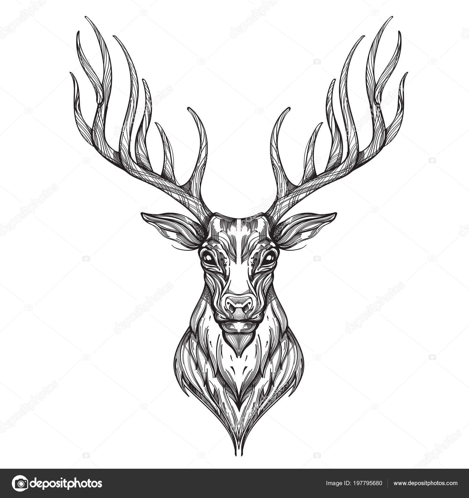 Outline sketch deer heads with proud profile and large antlers isolated on  white for tattoo or Stock Vector Vector And Low Budget Royalty Free  Image Pic ESY035743444  agefotostock