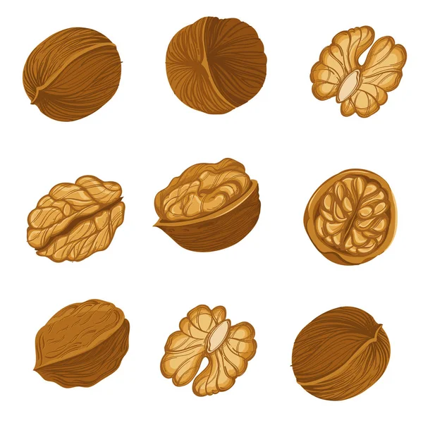 Conjunto Nueces Desde Diferentes Ángulos Estilo Dibujo Mano — Vector de stock