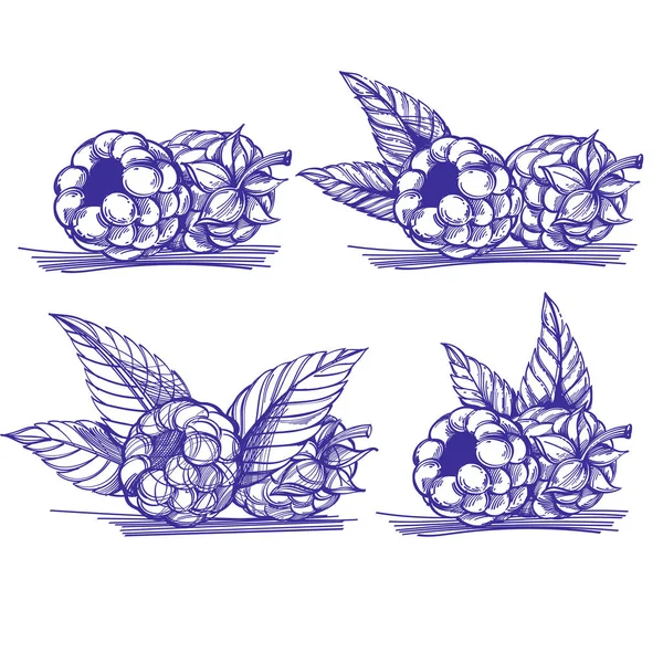 Monohrome 在白色背景下分离的矢量树莓和树叶集 — 图库矢量图片