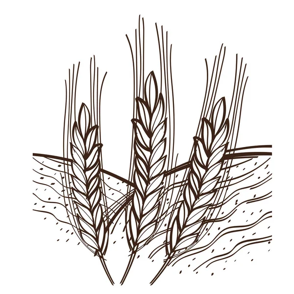 Monochromatický Pěstování Pšenice Hřišti Bílém Pozadí — Stockový vektor