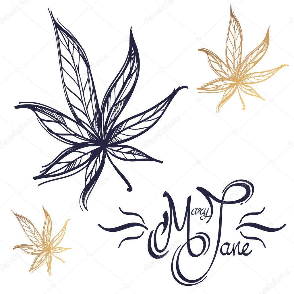 Marijuana hemp (Cannabis sativa or Cannabis indica) leaves on white background with text near