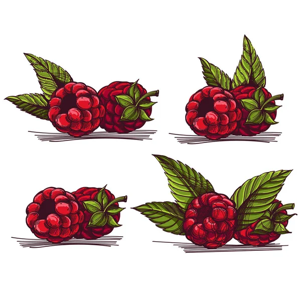 Set Raspberry Dan Daun Pada Latar Belakang Putih - Stok Vektor