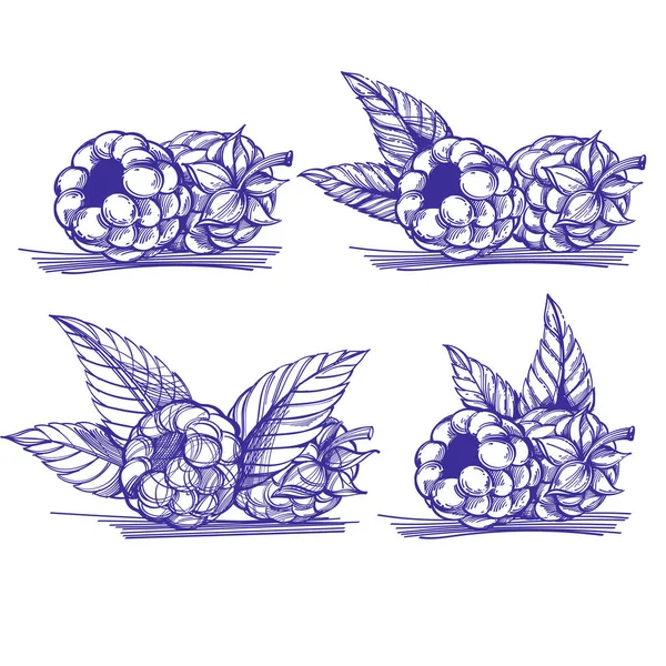 黑白背景下的单色树莓和树叶 — 图库矢量图片